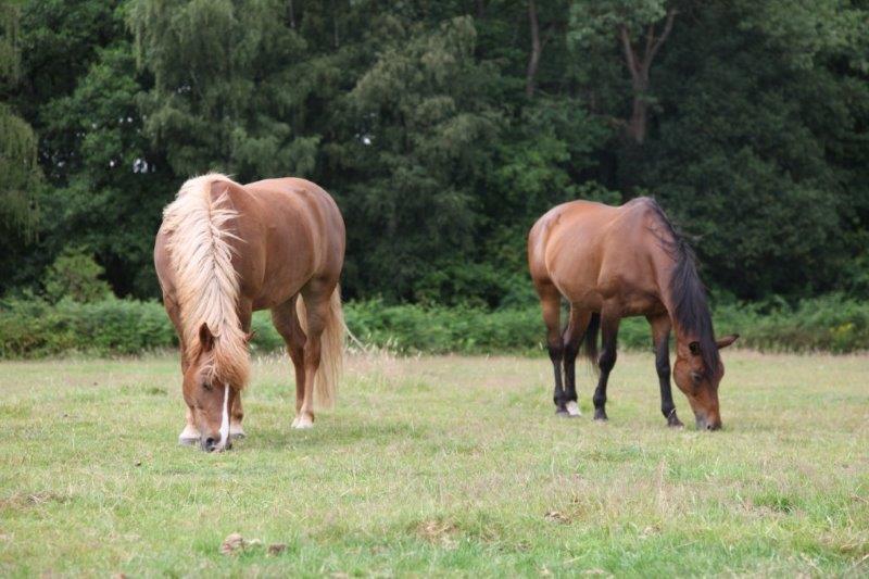 Farm Stay Luythoeve Meeuwen Buitenkant foto
